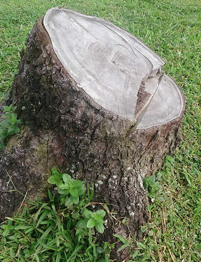 Stump Removal Services near me
