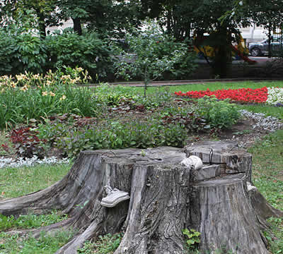 Stump Removal Services near me