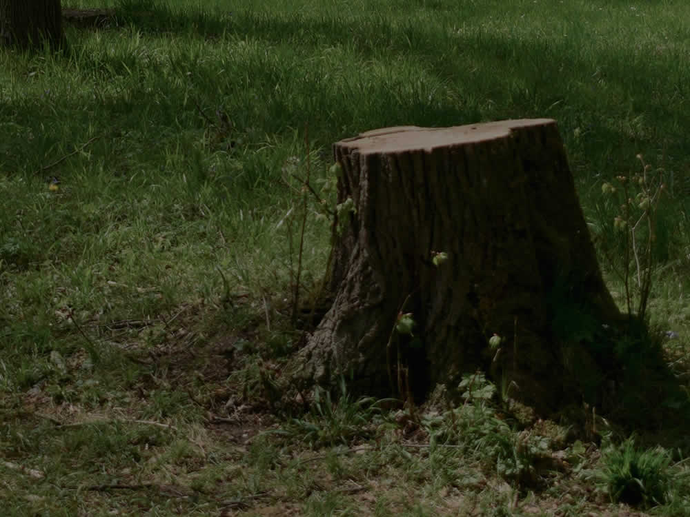 Stump Removal Contractors WI