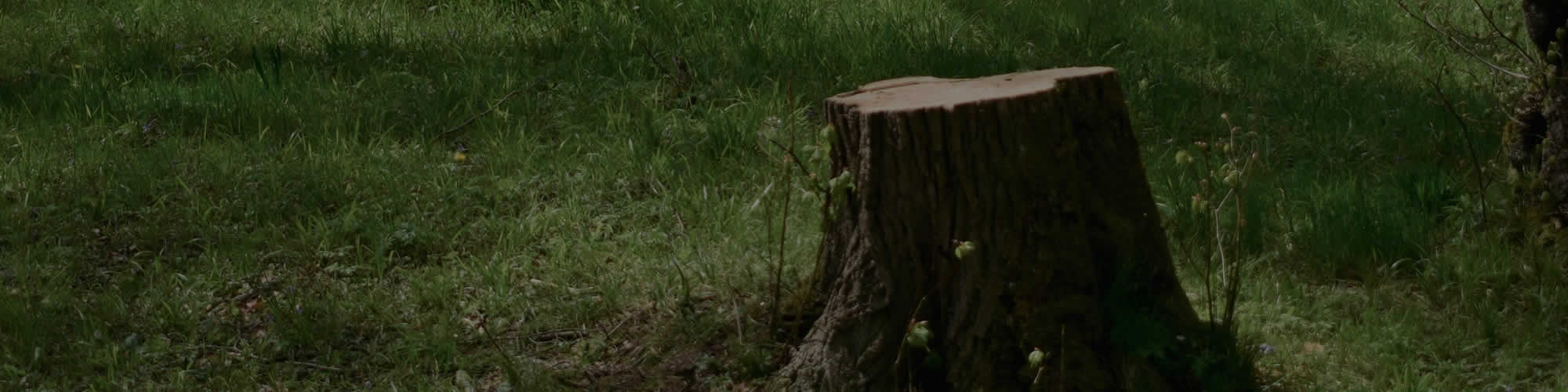 Stump Removal Contractors